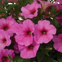 Potunia Plus Spun Sugar Petunia