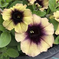 Surfinia Heavenly Blackberries & Cream Petunia