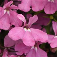 Heatopia™ Pink Lobelia