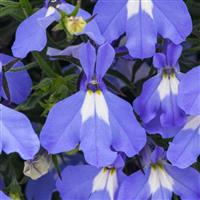 Heatopia™ Sky Blue Lobelia