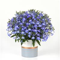 Heatopia™ Sky Blue Lobelia