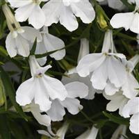 Heatopia™ White Lobelia