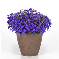 Heatopia™ Dark Blue Lobelia