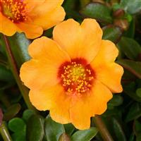 Pazzaz Nano Mango Portulaca