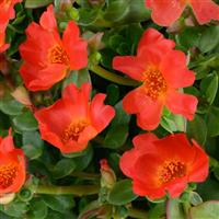 Pazzaz Nano Deep Orange Portulaca