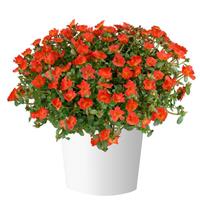 Pazzaz Nano Deep Orange Portulaca