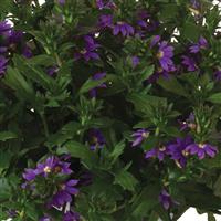 Scala Cappello Purple Scaevola