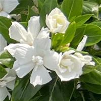 Soiree  Double Pure White Vinca