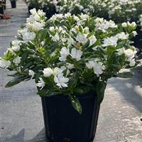 Soiree  Double Pure White Vinca