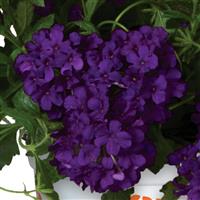 Empress Flair Cobalt Blue Verbena