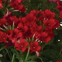 Empress Sun Kiss Red Verbena