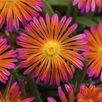 Delosperma hybrid Ocean Sunset™ Orange Glow