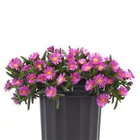 Delosperma hybrid Ocean Sunset™ Violet