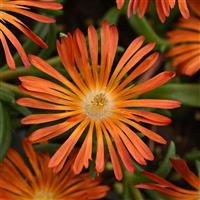 Delosperma hybrid Ocean Sunset™ Orange Vibe