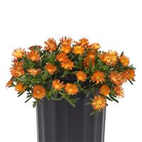 Delosperma hybrid Ocean Sunset™ Orange Vibe