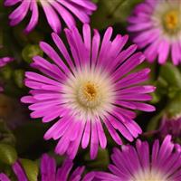 Delosperma hybrid Ocean Sunset™ Violet  Flare