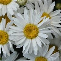 Leucanthemum x superbum Whitecap