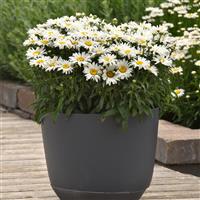 Leucanthemum x superbum Whitecap