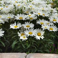 Leucanthemum x superbum Whitecap