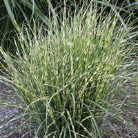 Miscanthus sinensis Bandwidth