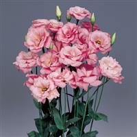 Echo Pink Cut Flower Lisianthus