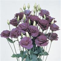 Mariachi Blue Cut Flower Lisianthus