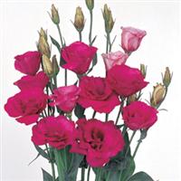 Mariachi Carmine Cut Flower Lisianthus