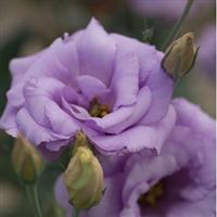 Mariachi Lavender Cut Flower Lisianthus