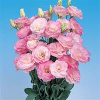 Mariachi Misty Pink Cut Flower Lisianthus