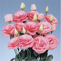 Mariachi Pink Cut Flower Lisianthus