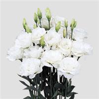 Mariachi Pure White Cut Flower Lisianthus