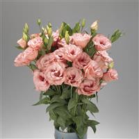 Super Magic Apricot Cut Flower Lisianthus