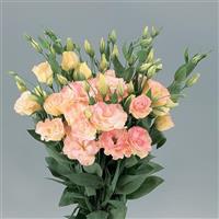 Super Magic Champagne Cut Flower Lisianthus