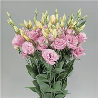 Super Magic Rose Cut Flower Lisianthus