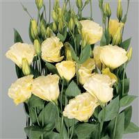 Super Magic Yellow Cut Flower Lisianthus