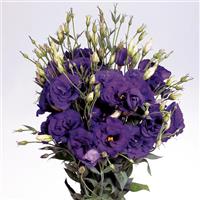 Super Magic Deep Blue Cut Flower Lisianthus