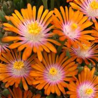 Delosperma Solstice Orange