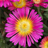 Delosperma Solstice Purple