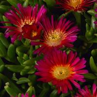 Delosperma Solstice Purple Bicolor