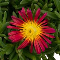 Delosperma Solstice Red