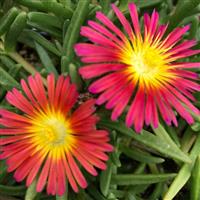 Delosperma Solstice Scarlet Red