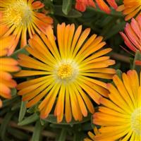 Delosperma Solstice Yellow