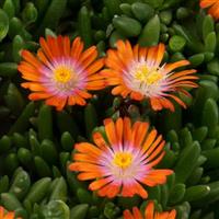 Delosperma Rock Crystal Orange