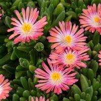 Delosperma Rock Crystal Pink