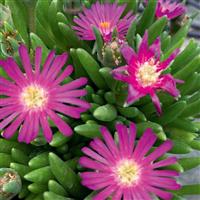 Delosperma Rock Crystal Purple