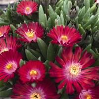 Delosperma Rock Crystal Red