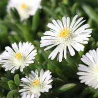 Delosperma Rock Crystal White