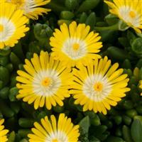 Delosperma Rock Crystal Yellow