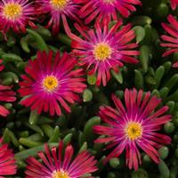 Delosperma Rock Crystal Candy Red