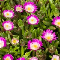 Delosperma Rock Crystal Magenta Pop